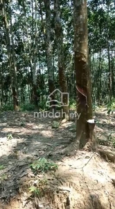 Kelantan Kuala Krai 3100 Acres Rubber Plantation Land for SALE ‼️