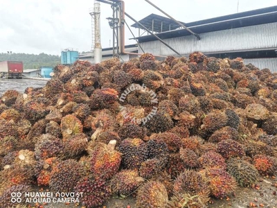 Sarawak Marudi Bakong 22100 acres Palm Oil Agriculture Land With Mill