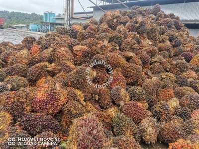 Sarawak Marudi Bakong 22100 acres Palm oil Land & Mill for SALE
