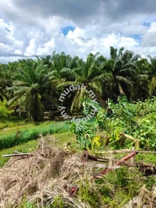 Sarawak Miri Niah 6780 Acres Palm Oil Algriculture Land With Mill