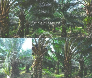 Sarawak Miri Tinjar Baram 6500 Acres Agriculture Oil Palm Land