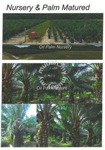 Sarawak Miri Tinjar Baram 6500 Acres Palm Oil Land for SALE