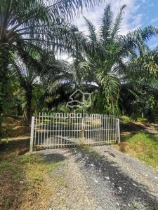Oil Palm Land - Sungai Tawar, Kedah, Roadside, Industrial Zone