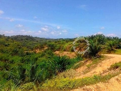 Kuala Lipis Ladang Penjom 5400 acres Palm Oil Plantation Land for SALE