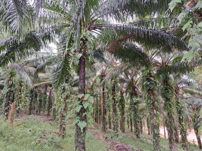 9 Acres of Oil Palm Plantation Land at Rantau