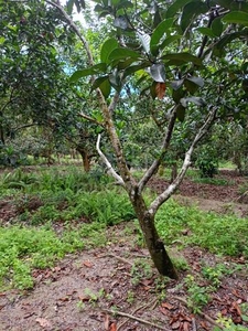 Johor Pontian 2.7 Acres Argricutural Land For Sale ‼️