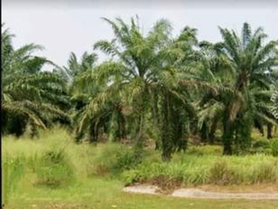 Johor Segamat pagoh 1068 Acres Mix deverlopment Land for SALE ‼️