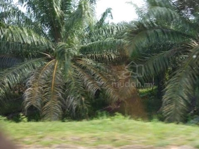 Ladang Sawit Freehold di Renok Gua Musang Kelantan