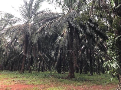 Land For Sale in Chuping Perlis