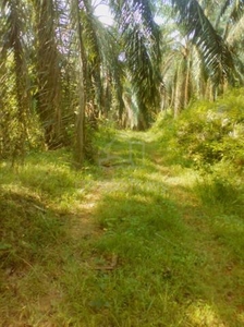 Tanah Kebun Sawit_Raub Pahang