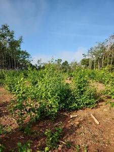 Tanah Lot Banglo Murah Pasir Mas Kelantan