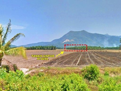Tanah Sawit di Kampung Pengkalan Kakap, Merbok, Kedah