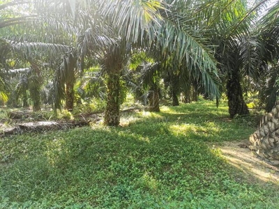 Tanah sawit di Kuala Selangor