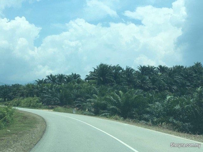 10, 000 Acres Oil Palm Plantation Land at Sugut