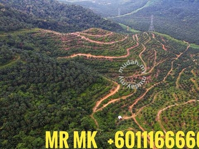 136.7 Acres Ladang Kelapa Sawit Utk DiJual Dangi Johol K.Pilah