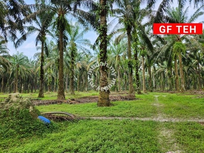 6.92 acres Agricultural Land ❇️ Serdang KEDAH | 3.39 p s f