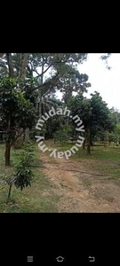 Durian farm for sale at Slim River, price 300k per acre {nego}