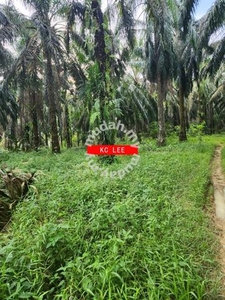 Invest | 2.948 acres Agricultural Land | Sungai Batu | Serdang