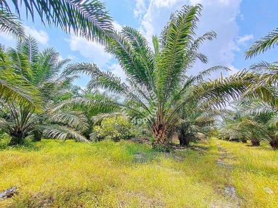 Sitiawan Raja Hitam (Perak) 2.2 Acres Oil Palm Farm Land for sale