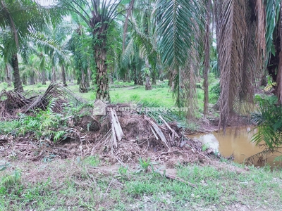 Agriculture Land For Sale at Pantai Remis
