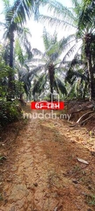 20.19 acres Palm oil Plantation Kuala Kangsar | Perak | 3.10 p s f