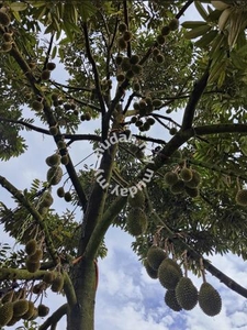 Land Durian Old Tree Musang King Black Thorn D24 Kg Baru Sang Lee Raub