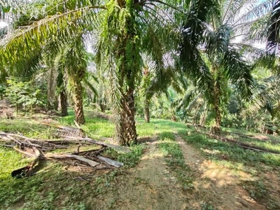 Tanah Sawit Kampung Sega Ulu Kuala Sawah Rantau