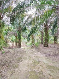 8 acres Freehold Non-Bumi Agricultural Serendah