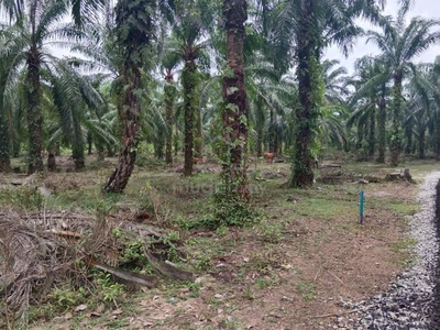 Tanah Kelapa Sawit Aktif tepi jalan tar Kg Chontoh K.Pahang Pekan