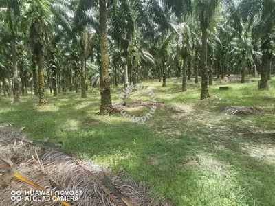Jelai Taiping Perak 577 Acres Freehold Agriculture Land For Sale