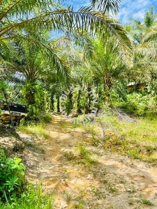 Palm Oil Plantation Agriculture Land Reserve Road Kuala Kangsar