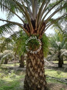 Tapah Perak 1,089 acres Freehold Palm Oil Estate 吡叻打巴永久地契棕油园农业地出售
