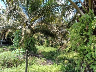 2.35 Acres Land near housing area, Lubok Buntar, Kedah