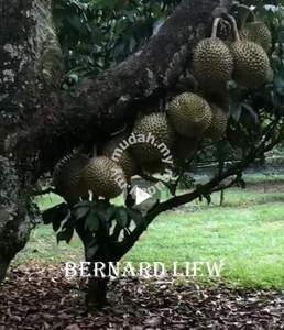 6.8ac Gurun Freehold Harvested Durian Orchard FOR SALE