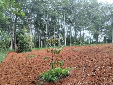 1 Ekar Tanah Pokok Getah Muda Gemereh Segamat Johor