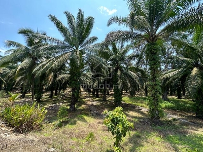 49 Acres Agriculture Land ( Oil Palm ), Jln Endau-Mersing, Mersing