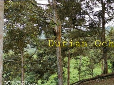 Durian Orchard Land