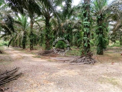 Johor Bahru Kluang Batu 17 Kahang 274 acres Palm Oil Algriculture Land