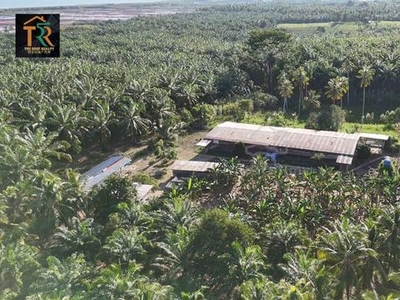 Oil Palm 8.7 acres | Apas Parit | For Sale