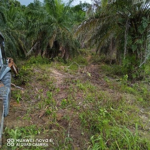 palm oil plantation at Sungai Siput