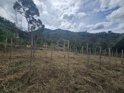 Tanah 2.29 ekar untuk Pertanian JANDA BAIK Pahang