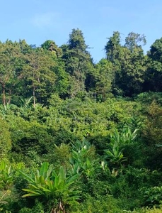 Tanah Bukit Di Kedawang, Langkawi