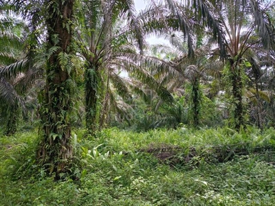 tanah kelapa sawit bukit merah untuk dijual