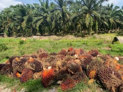 Tangkak Gerisek Oil Palm Land,Tangkak