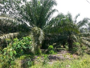 Pengerang Sebana Cove Desaru Kota Tinggi Palm Oil Agricultural Land