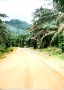 Pahang Jerantut FREEHOLD 368 acres Palm Oil Land for SALE