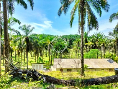FREEHOLD NON BUMI Oilpalm Plantation at MARANG For SALE