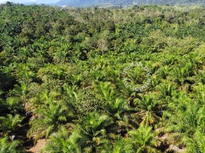 3.88 Acre Palm Oil Plantation For Sale (Good For Investment), Bentong,