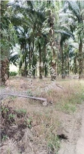 Gerik oil palm plantation for sale, 45 acres