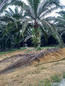2 acres freehold 8 Years Old Oil Palm, Jalan Labis to Yong Peng